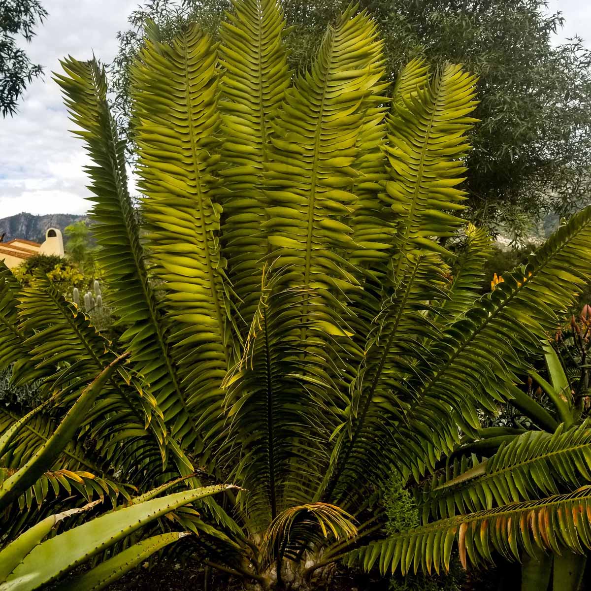 Encephalartos paucidentatus